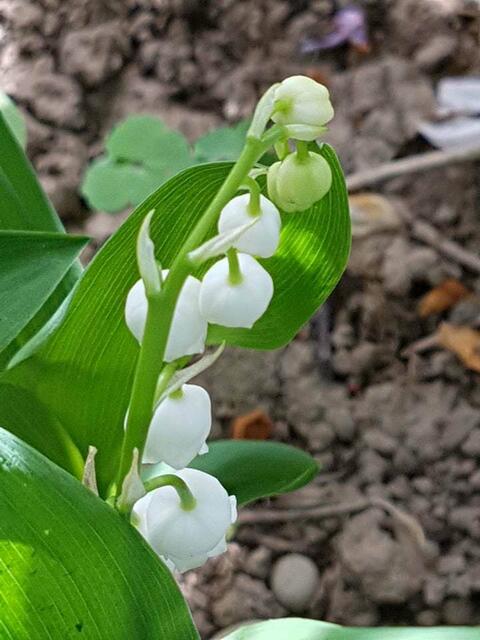 es war schwierig an sie heran zu kommen !