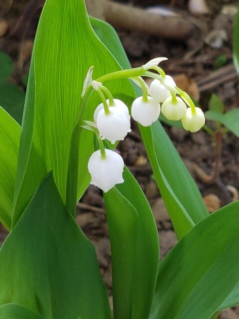 ja, meine Maiglöckchen sind viele dieses Jahr