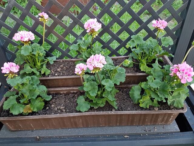 Vorgestern eingepflanzt----ich hoffe, es gibt kein Frost mehr !