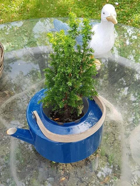 der Wasserkessel in der Zweckentfremdung !