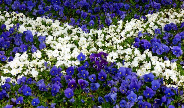 Scottish flag Andreaskreuz