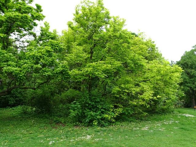 Tulpenbäume im Wiener Kongresspark im Mai