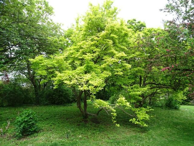Tulpenbäume im Wiener Kongresspark im Mai