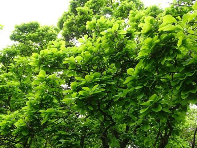 Tulpenbäume im Wiener Kongresspark im Mai