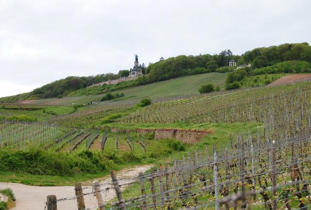 Unser Ziel ist Rüdesheim mit dem Niederwalddenkmal.