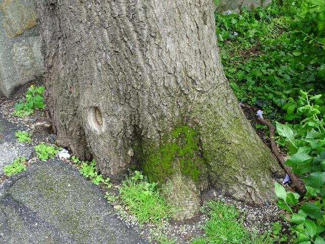 Bäume im Wiener Kongresspark im Mai