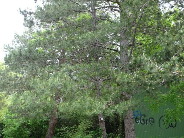 Bäume im Wiener Kongresspark im Mai