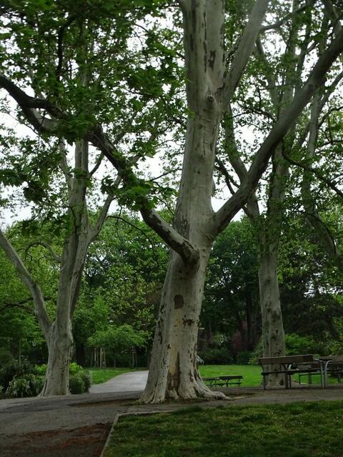 Bäume im Wiener Kongresspark im Mai