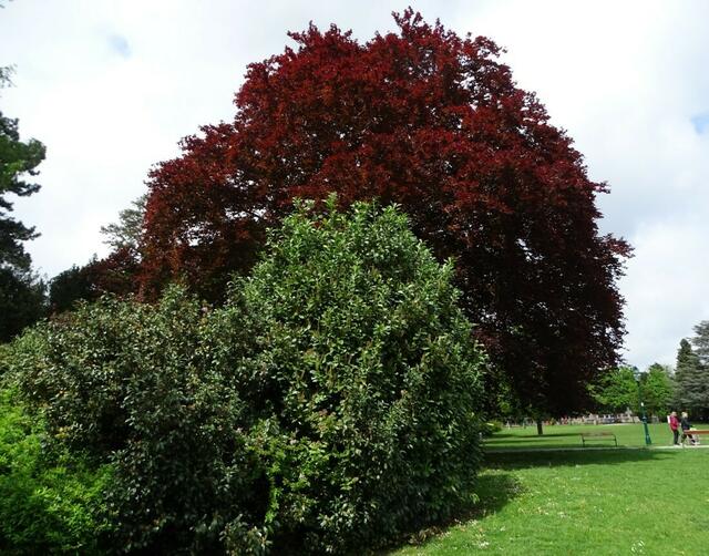 Bäume im Wiener Kongresspark im Mai