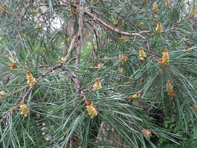 Bäume im Wiener Kongresspark im Mai