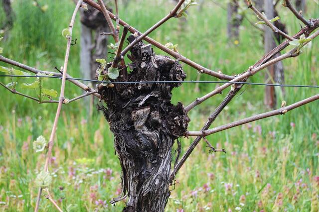 Ende April zeigt der Wein erst wenige Triebe. Doch das wird schon noch.