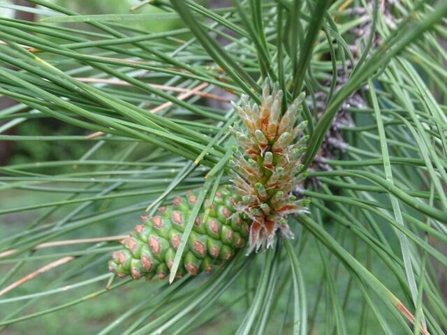 Bäume im Wiener Kongresspark im Mai