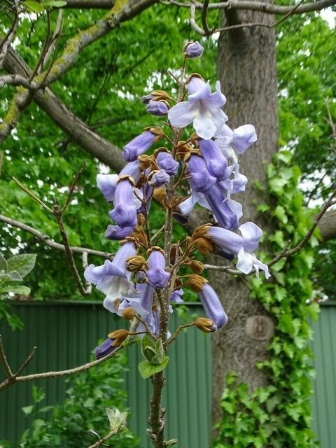 Bäume im Wiener Kongresspark im Mai
