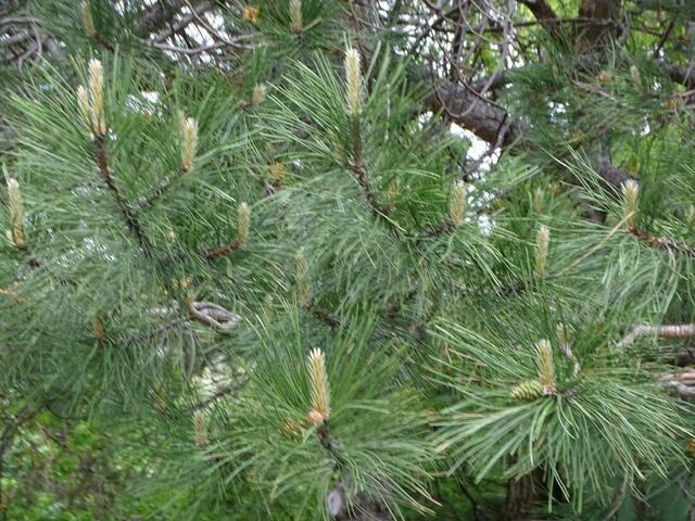 Bäume im Wiener Kongresspark im Mai