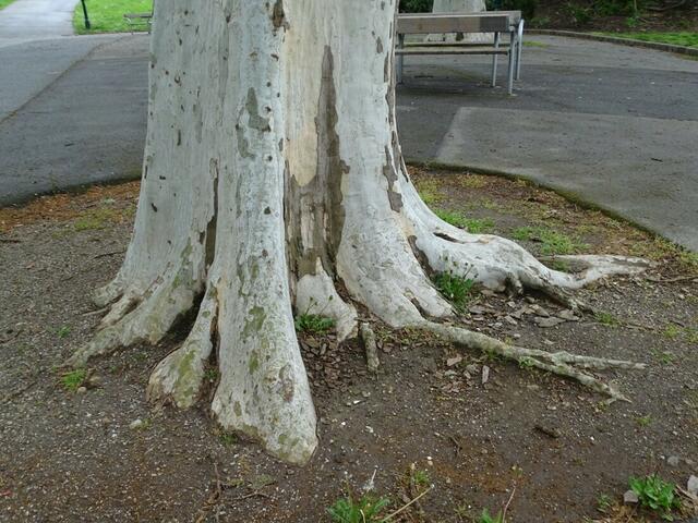 Bäume im Wiener Kongresspark im Mai