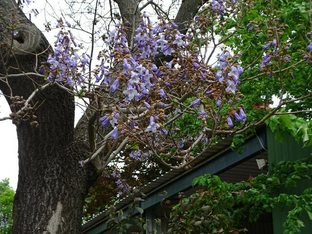 Bäume im Wiener Kongresspark im Mai