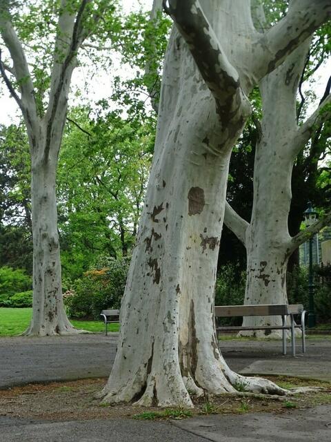 Bäume im Wiener Kongresspark im Mai