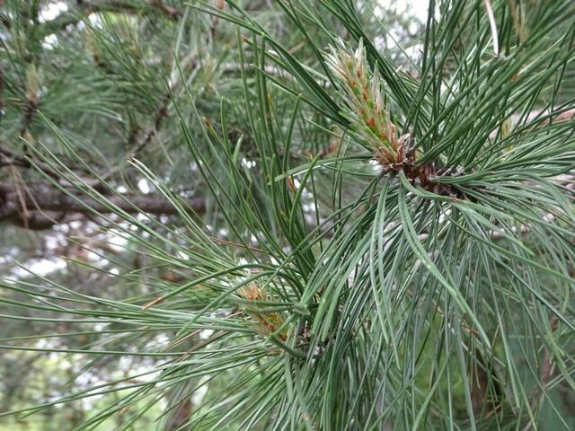 Bäume im Wiener Kongresspark im Mai