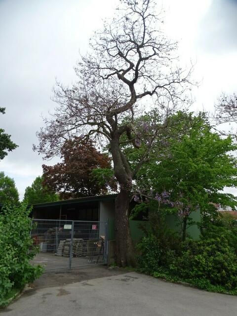 Bäume im Wiener Kongresspark im Mai