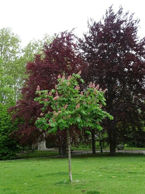 Bäume im Wiener Kongresspark im Mai