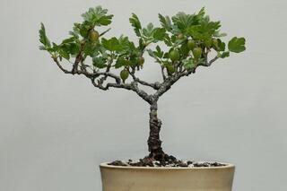 Bonsai-Ausstellung in Bochum ... - Bochum