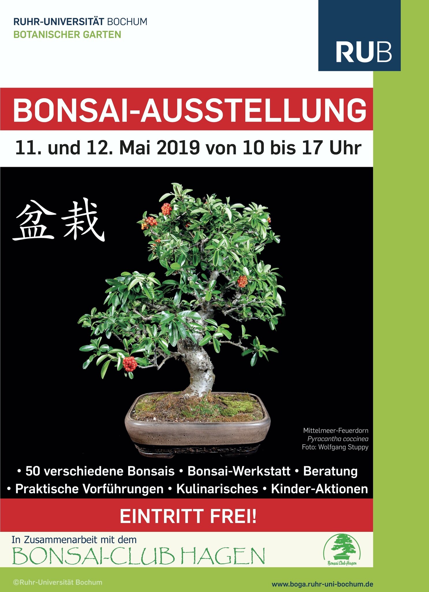 bonsai jena Grow Your Own Bonsai Tree Kit Chinese Juniper