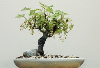 geigenfeige online bestellen Ficus lyrata