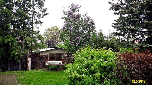 18  12.5.2019 - Sonntagsbilder - Fliederbaum (19) ! Temp: 6:01 / 9,4°C plus und 10:04 plus 14,9°C / Es werden Höchsttemperaturen von 15° (gefühlt: 14°) und mäßiger Wind (19 km/h) aus Nordnordwest mit starken Böen (46 km/h) erwartet. Es kommt zu Niederschlagsmengen von ≤ 0,1 l/m², die Niederschlagswahrscheinlichkeit beträgt 13%, die Sonne scheint 13,5 Stunden.