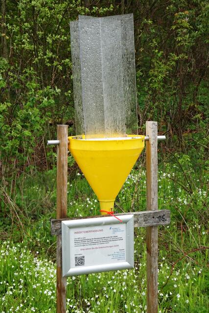 wissenschaftliche Insektenerfassung am Honigbirkenweg