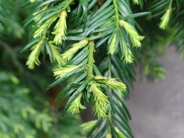 Wiener Kongresspark im Mai