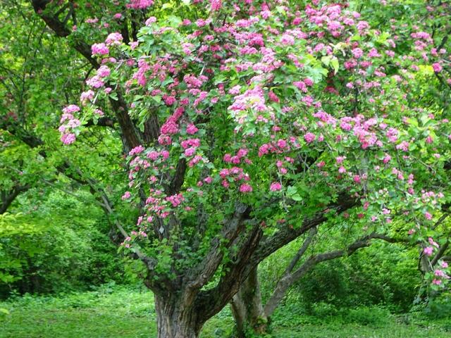 Wiener Kongresspark im Mai