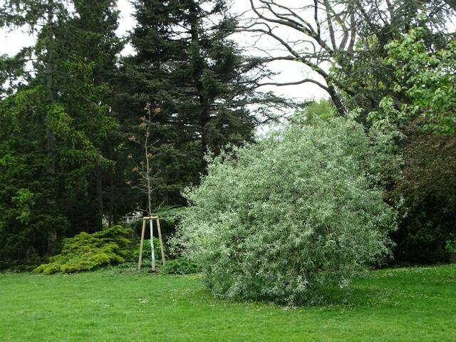 Wiener Kongresspark im Mai