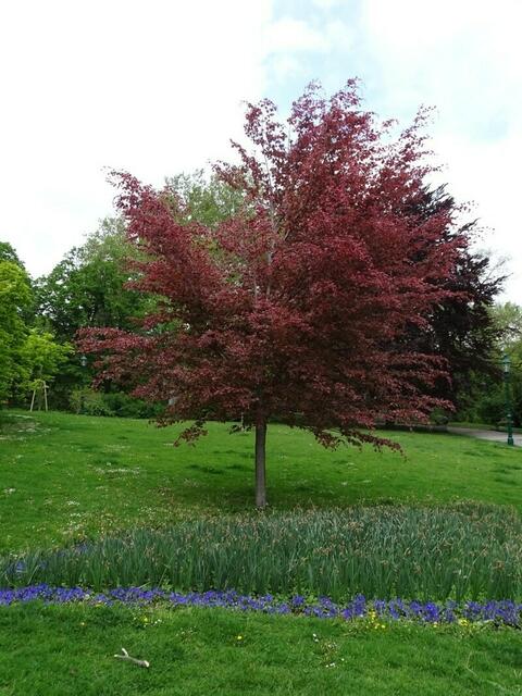 Wiener Kongresspark im Mai