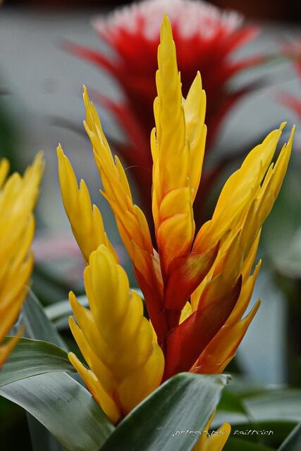 Starke Blüte in gelb-orange....