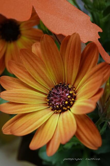 Gerbera ähnlich.....