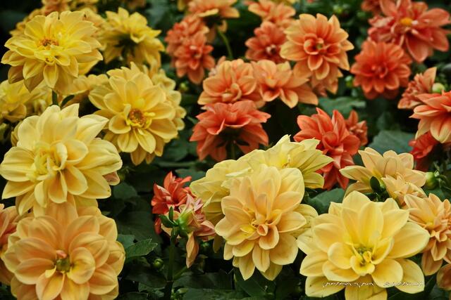 Dahlienzauber..