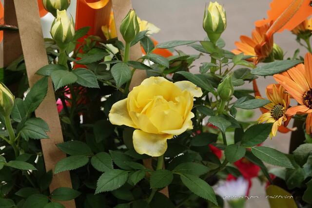 Yellow Rose....