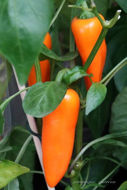 Paprika orange....