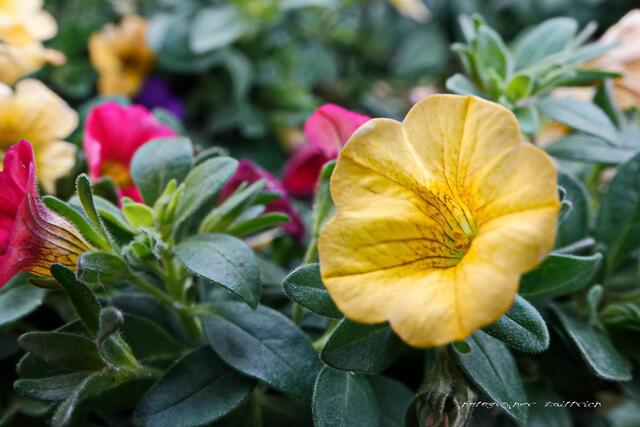 ..kleine Petunienblüte....