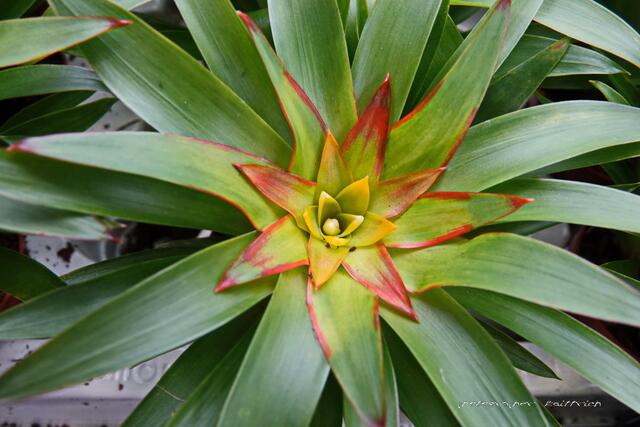 Bromelienart....