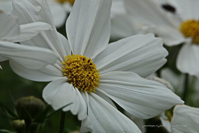 Gelbes Herz....