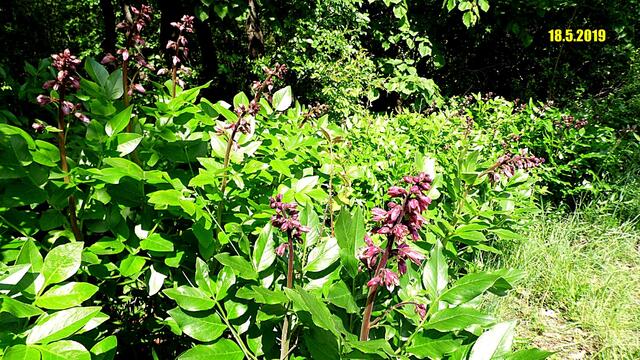 Hier nun ein paar aktuelle Bilder am 28.5.2019 - von den Orchideen,das Knabenkraut ist schon in voller Blüte,aber die Frauenschuhe und der Diptam fängt gerade erst an zu blühen.
Das nächste Wochenende wäre genau die richtige Zeit die seltenen Pflanzen zu besuchen !