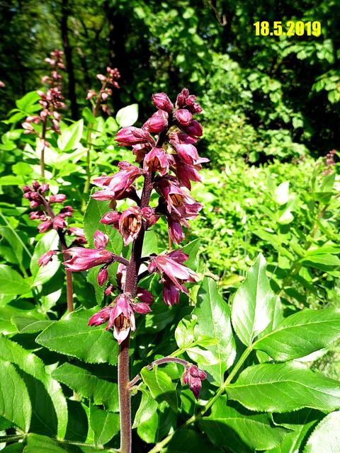 Hier nun ein paar aktuelle Bilder am 28.5.2019 - von den Orchideen,das Knabenkraut ist schon in voller Blüte,aber die Frauenschuhe und der Diptam fängt gerade erst an zu blühen.
Das nächste Wochenende wäre genau die richtige Zeit die seltenen Pflanzen zu besuchen !