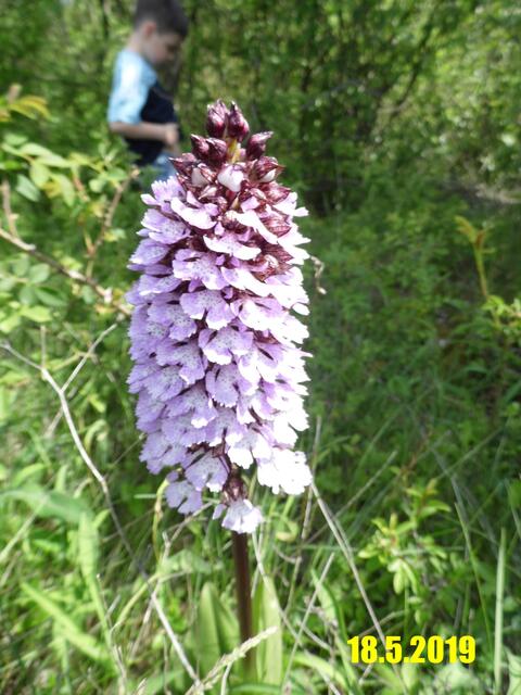 Hier nun ein paar aktuelle Bilder am 28.5.2019 - von den Orchideen,das Knabenkraut ist schon in voller Blüte,aber die Frauenschuhe und der Diptam fängt gerade erst an zu blühen.
Das nächste Wochenende wäre genau die richtige Zeit die seltenen Pflanzen zu besuchen !