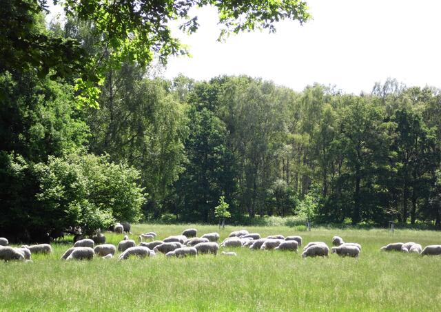 In früheren Zeiten diente sie der Holzwirtschaft und als Hutewald. Das Vieh wurde zur Mast hineingetrieben. Wegen dieser Ausplünderung und Belastung durch die Tiere war sie, da alles andere als nachhaltig gewirtschaftet wurde, lange Zeit in einem erbärmlichen Zustand. Doch ab 1880 konnte sie sich erholen. Neue Waldregeln wurden eingeführt.