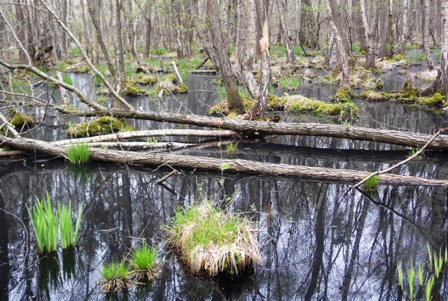 Danach erreichte der Schiffgraben das Altwarmbüchener Moor, in dem jahrhundertelang Torf abgebaut wurde, bis sich die Kohle durchsetzte.