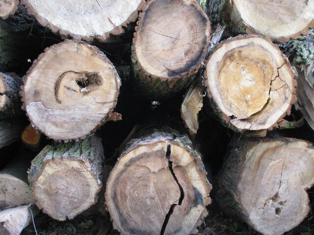 An diesem Landwehrdurchlass wurde auch die Holzentnahme aus der Eilenriede kontrolliert. "Steure den Dieb" war hier das Motto.