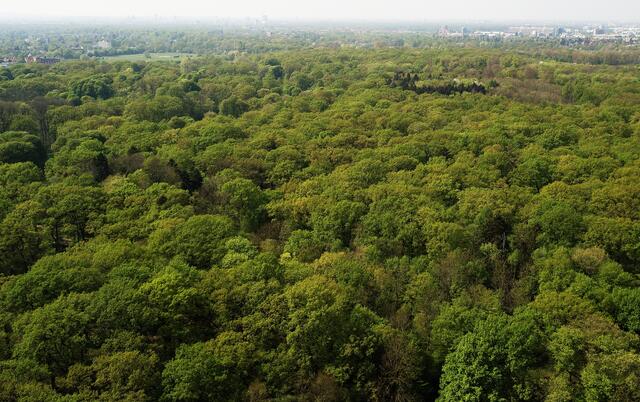 Wer in der Eilenriede, dem größten Stadtwald inmitten einer europäischen Großstadt, unterwegs ist, kann dort auf Reste der Landwehr stoßen.