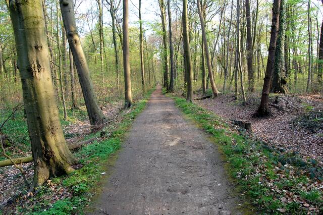Weitere Landwehrabschnitte findet man nicht weit entfernt nahe des Zoos. Der Wall in der Mitte war einst höher. Zu beiden Seiten sind trockenliegende Wassergräben erkennbar.