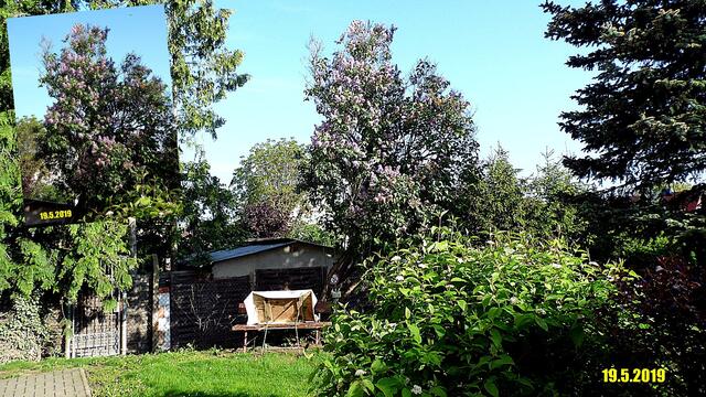 19  19.5.2019 - Sonntagsbilder - Fliederbaum (20) ! Temp: 7:51 / 12,4°C plus und 11:34 plus 22,6°C / Es werden Höchsttemperaturen von 24° (gefühlt: 25°) und schwacher Wind (13 km/h) aus Ost mit frischen Böen (31 km/h) erwartet. Es kommt zu Niederschlagsmengen von ≤ 0,1 l/m², die Niederschlagswahrscheinlichkeit beträgt 25%, die Sonne scheint 12 Stunden.